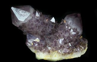 Cactus Amethyst Cluster - Top Quality Color #33621