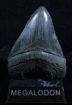 Beautiful Inch Megalodon Tooth #3921