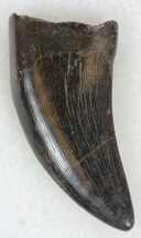 Tyrannosaur Tooth - Hell Creek Formation #33823