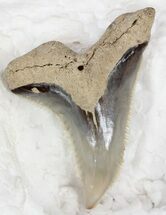 Very Large Hemipristis Shark Tooth Fossil #33939