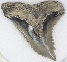 Nice Hemipristis Shark Tooth Fossil #33941