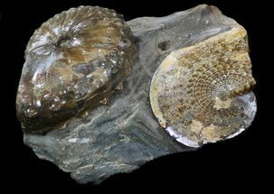 Discoscaphites & Sphenodiscus Ammonites - South Dakota #34165