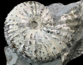 Nice Discoscaphites Gulosus Ammonite - South Dakota #34180
