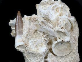 Top Quality Plesiosaur Tooth With Vertebra - Morocco #34273