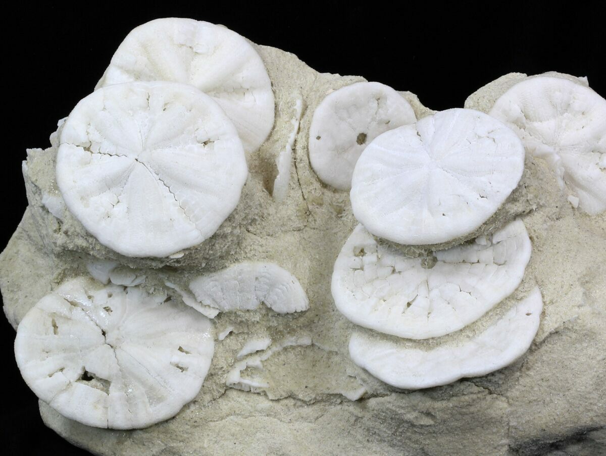 6.8 Fossil Sand Dollar (Astrodapsis) Cluster - California (#34356) For  Sale 