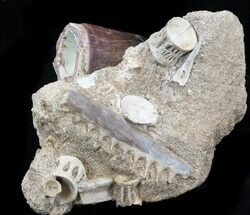Beautiful Tooth Association (Mosasaur Tooth, Fish Jaw, Vertebra) #34270