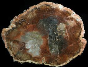 Rich, Red Madagascar Petrified Wood Slab - #34481
