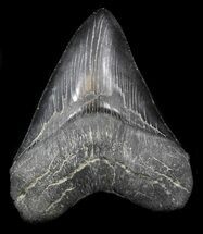 Serrated, Black Megalodon Tooth - South Carolina #34264