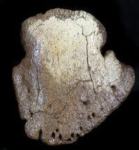 Hadrosaur Ungual (Foot Claw) - Montana #34560
