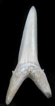 Large Sand Shark (Striatolamia) Tooth - Kazakhstan #34572
