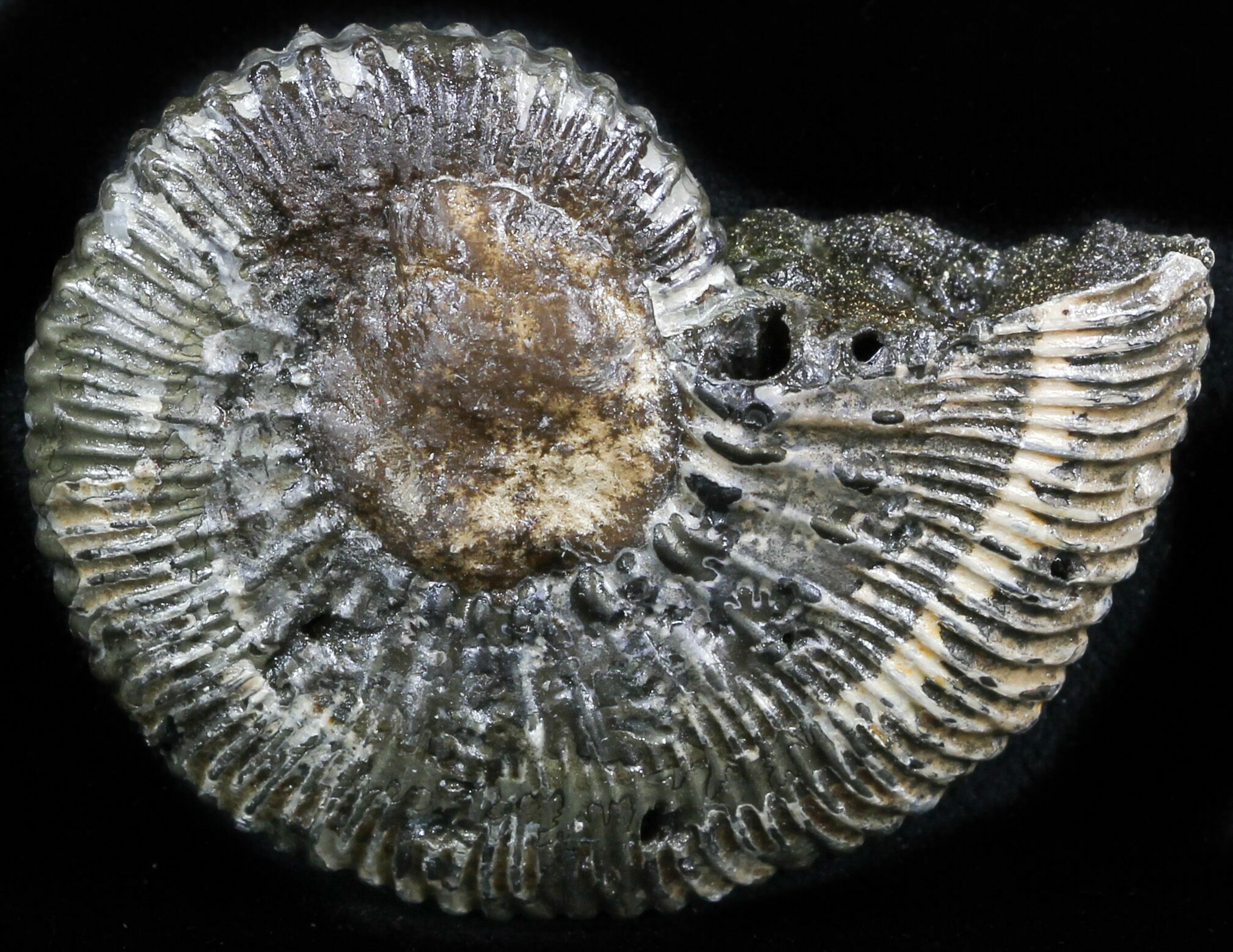 pyritized ammonite