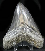 Collector Quality Megalodon Tooth - Georgia #34639