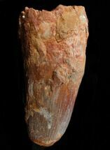 Beastly Spinosaurus Tooth - Monster Tooth #34525