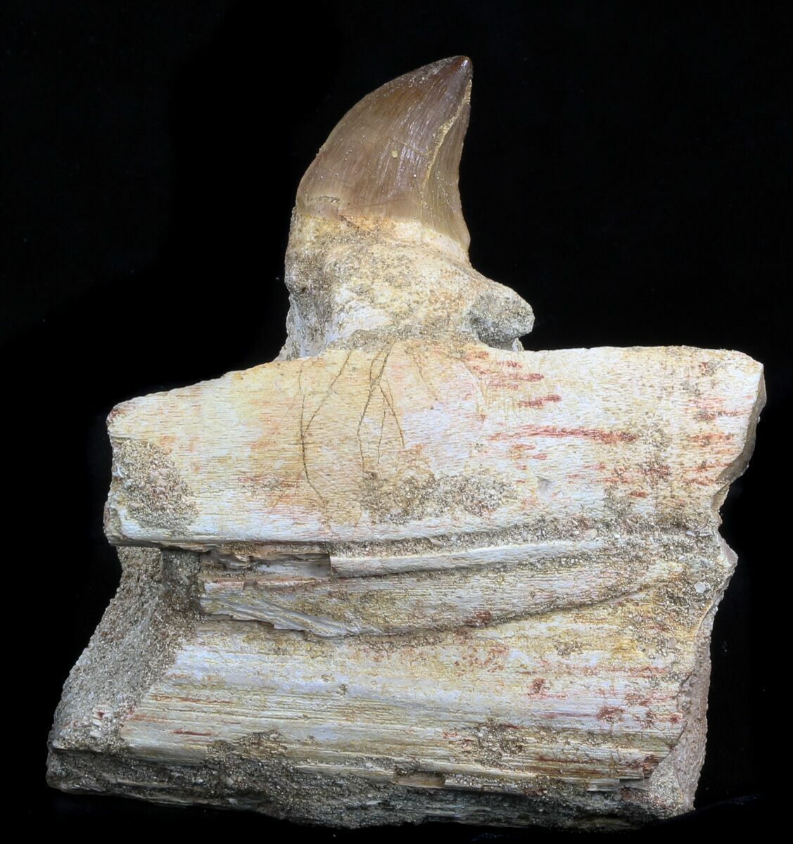 39 Mosasaur Jaw Section With Tooth 35030 For Sale 
