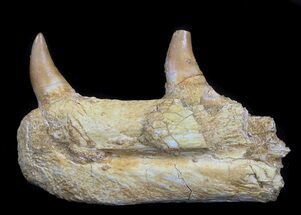 Halisaurus (Mosasaur) Jaw Section With two Teeth #35032