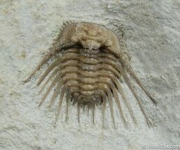 Killer Oklahoma Kettneraspis Trilobite #483