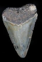 Serrated, Fossil Great White Shark Tooth - Florida #34774