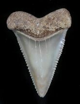 Beautiful, Fossil Great White Shark Tooth - Florida #34777