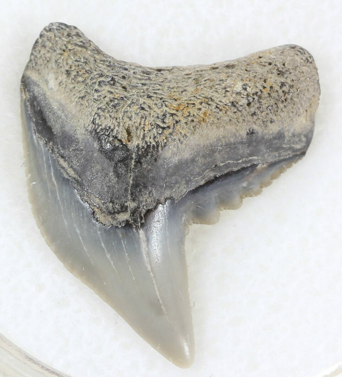 Colorful Fossil Tiger Shark (Galeocerdo) Tooth - Virginia For Sale