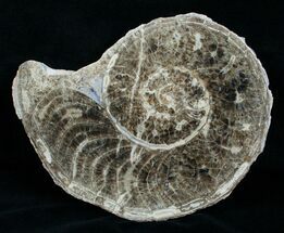 / Mammites Nodosoides Ammonite (Half) #3986