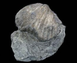 Platystrophia Brachiopod Fossil From Kentucky #35124