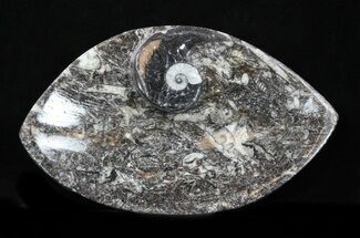 Fossil Goniatite Dish - / Inches Wide #35233