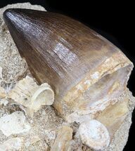 Mosasaur Tooth With Shark Teeth & Vertebra #35089