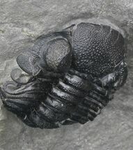 Folded Eldredgeops Trilobite - New York #35140
