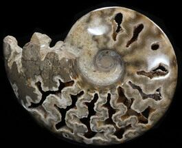 Polished Ammonite With Crystal Chambers - Morocco #35286