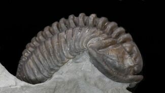 Large, D, Flexicalymene Trilobite From Ohio #35134