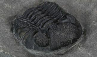 Large Eldredgeops Trilobite (Tail Tucked) - New York #35138