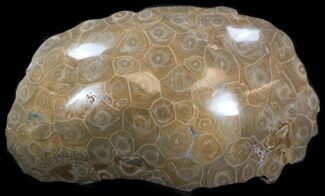 Polished Fossil Coral Head - Morocco #35348