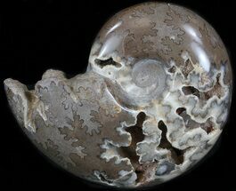 Polished Shloenbacchia Ammonite with Calcite Crystal #35307