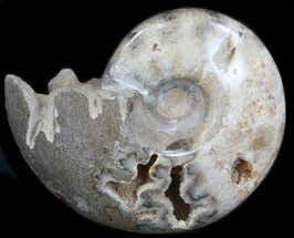 Polished Ammonite - Khenifra, Morocco #35310