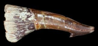 Onchopristis (Giant Sawfish) Rostral Barb #35896