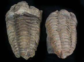 Pair of Calymene Trilobites for Kathleen #35926