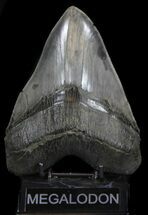 Massive, Megalodon Tooth - Spectacularly Serrated! #35959