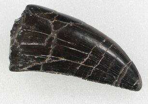 Serrated, Allosaurus Tooth - Colorado #35972