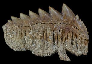 Fossil Cow Shark (Notorynchus) Tooth - Morocco #35018