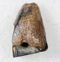 Ceratopsid Dinosaur Tooth - Judith River #17654