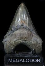 Sharply Serrated, Megalodon Tooth - South Carolina #36175