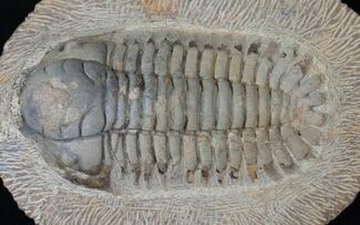 Rare, Eccoptochile Trilobite - Ordovician #15418