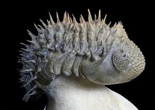Spiny Drotops Armatus Trilobite - #36592
