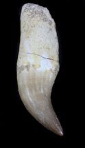 Rooted Halisaurus Tooth (Mosasaur) #36602