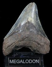 Serrated Megalodon Tooth - Whopper #36622