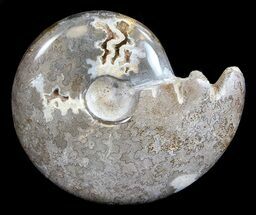 Polished Cretaceous Ammonite Fossil #35303