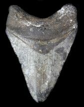 Juvenile Megalodon Tooth - Venice, Florida #36698