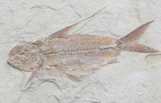 Large Nematonotus Fossil Fish - Lebanon #36945