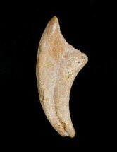 / Inch Theropod (Raptor) Claw - Tegana Formation #4056