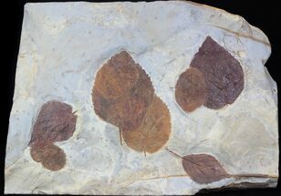 Epic Paleocene Fossil Leaf Association - Species #37198
